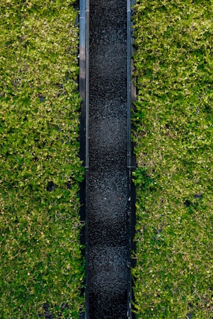 A vertical garden featuring dense green foliage surrounding a central black panel. The leaves appear lush and vibrant, contrasting with the sleek dark surface in the middle.