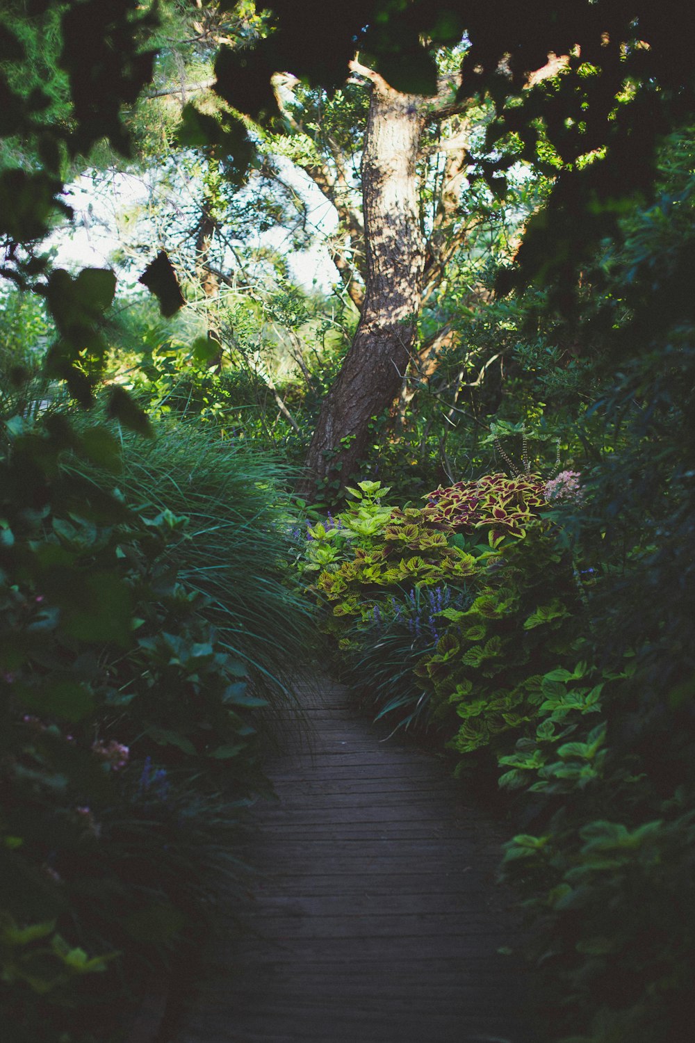 brown wooden pathway between green-leafed plants during daytime