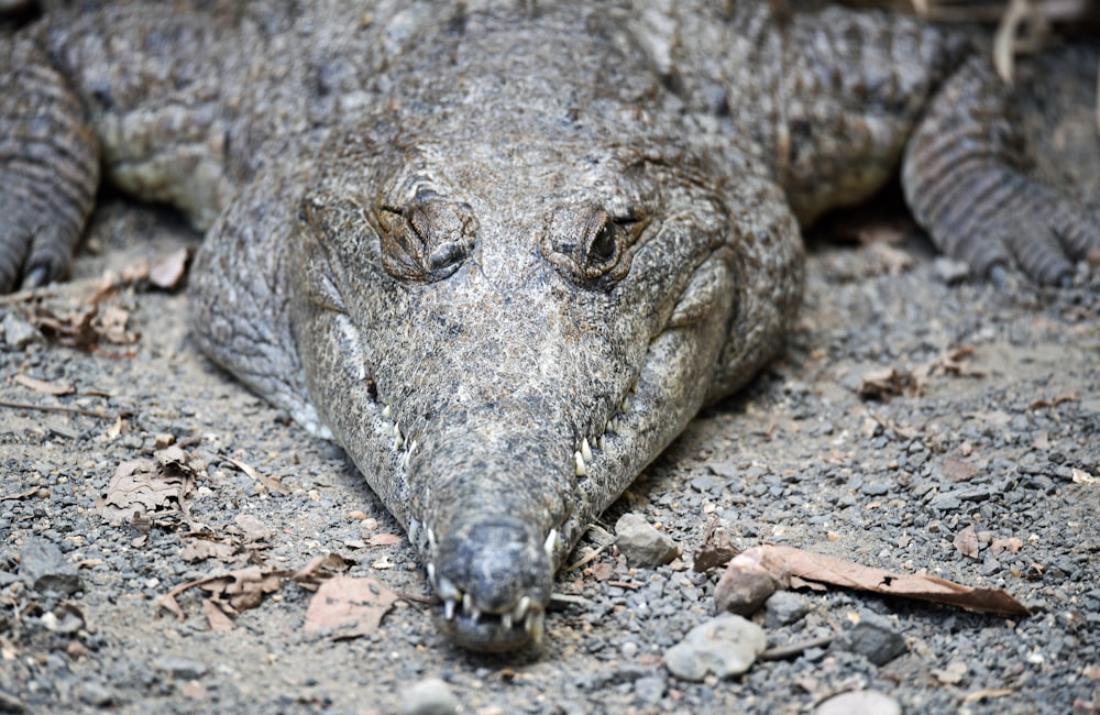 Photographie en gros plan de crocodile