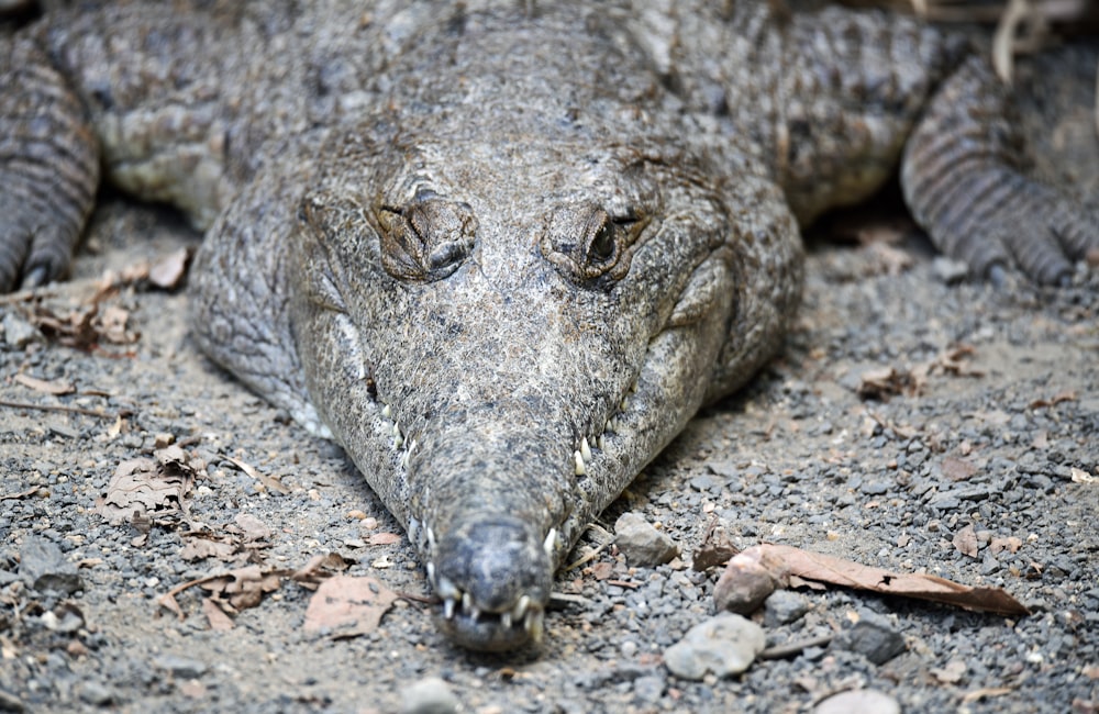 closeup photography of crocodile
