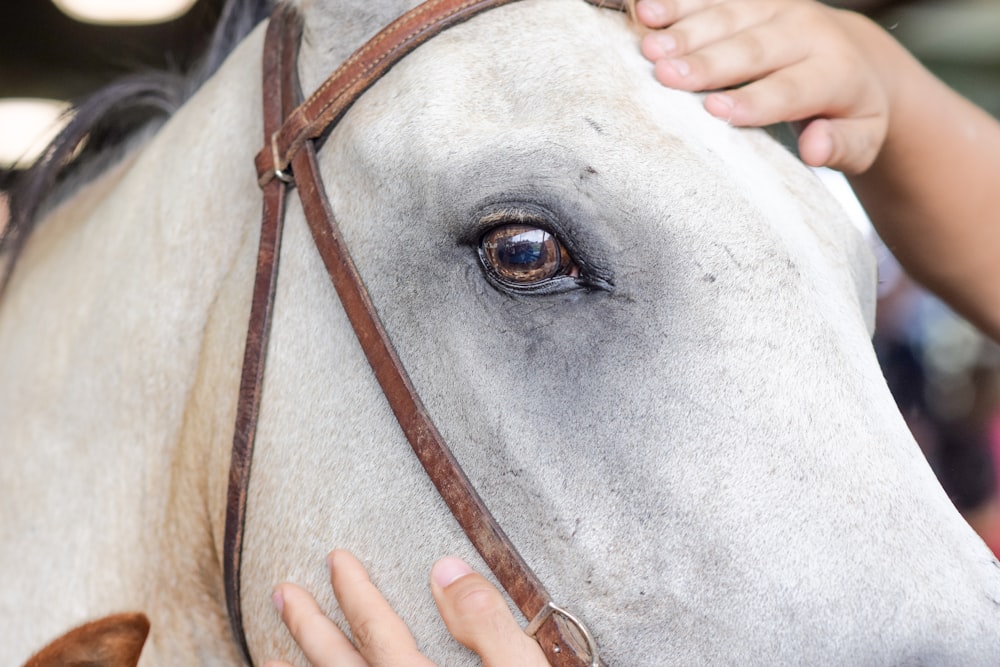 white horse