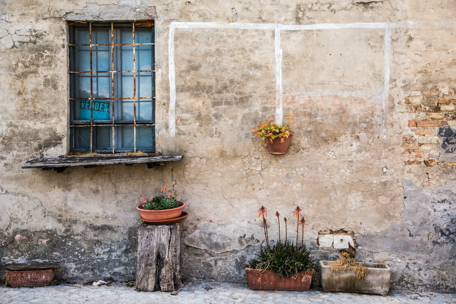 Nikon D800 sample photo. Green leafed plants in photography