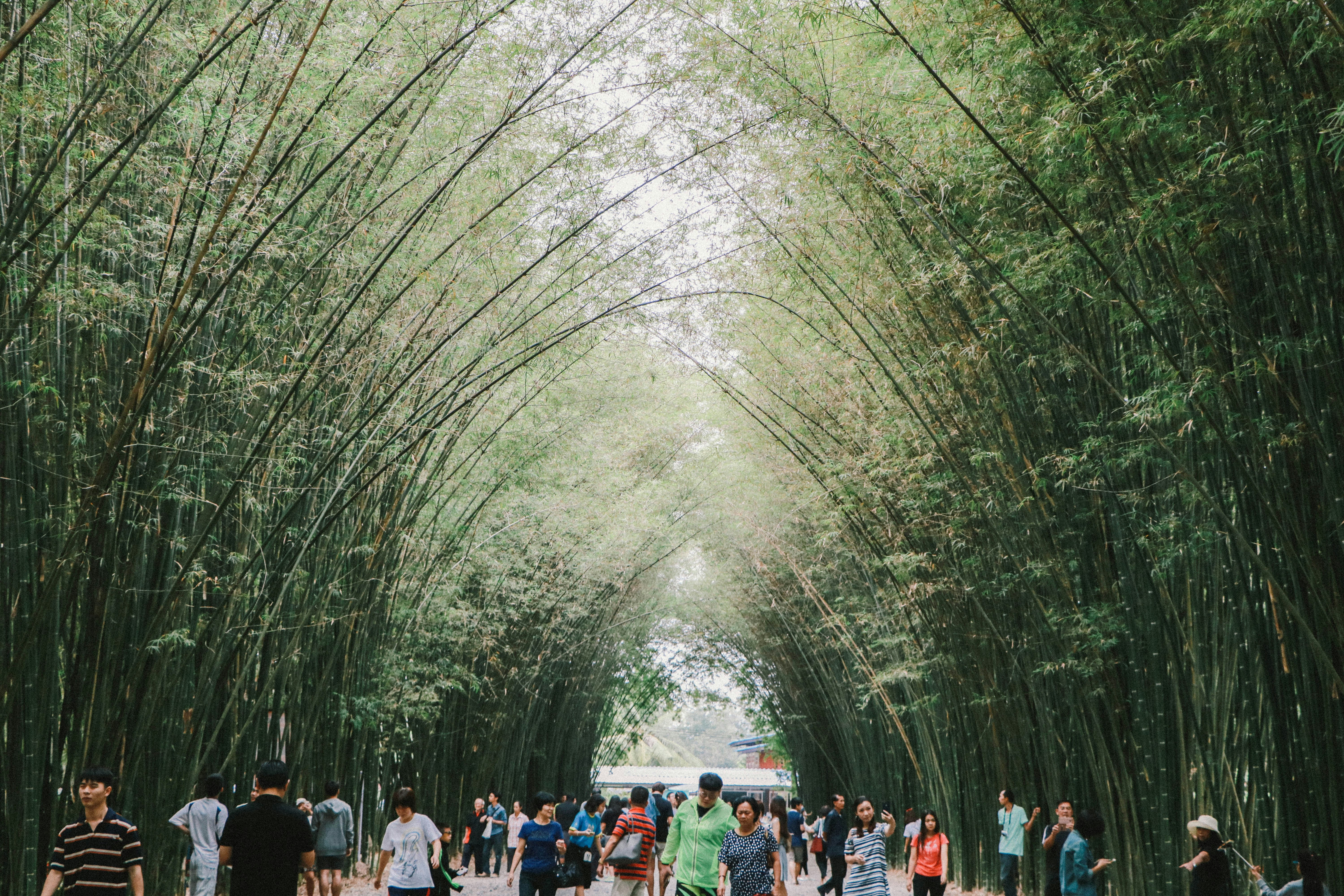 a group of people walking through a tunnel of bamboo trees