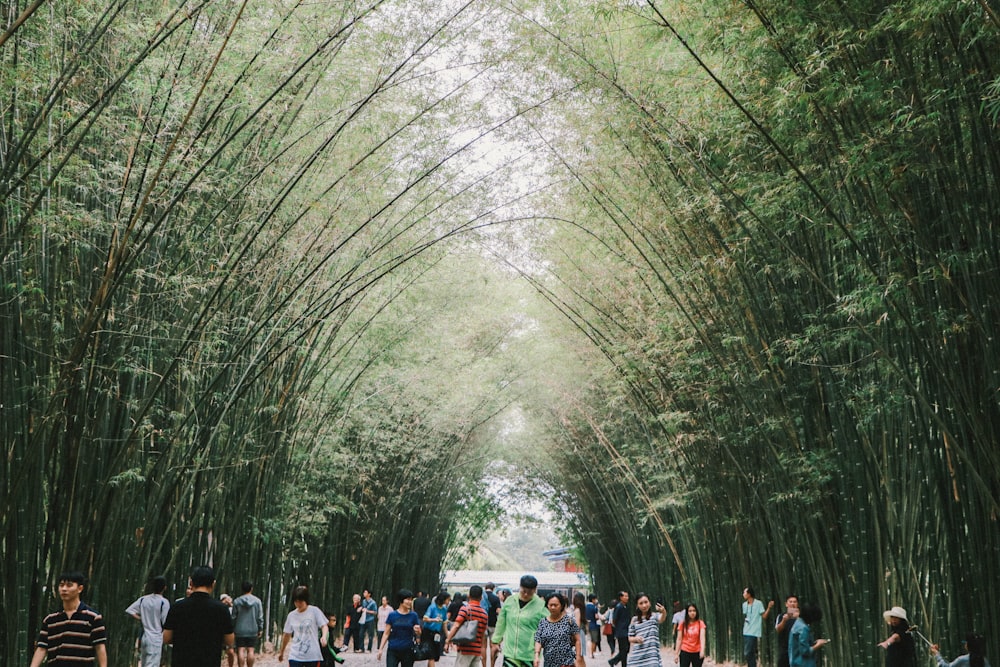 Un gruppo di persone che camminano attraverso un tunnel di alberi di bambù