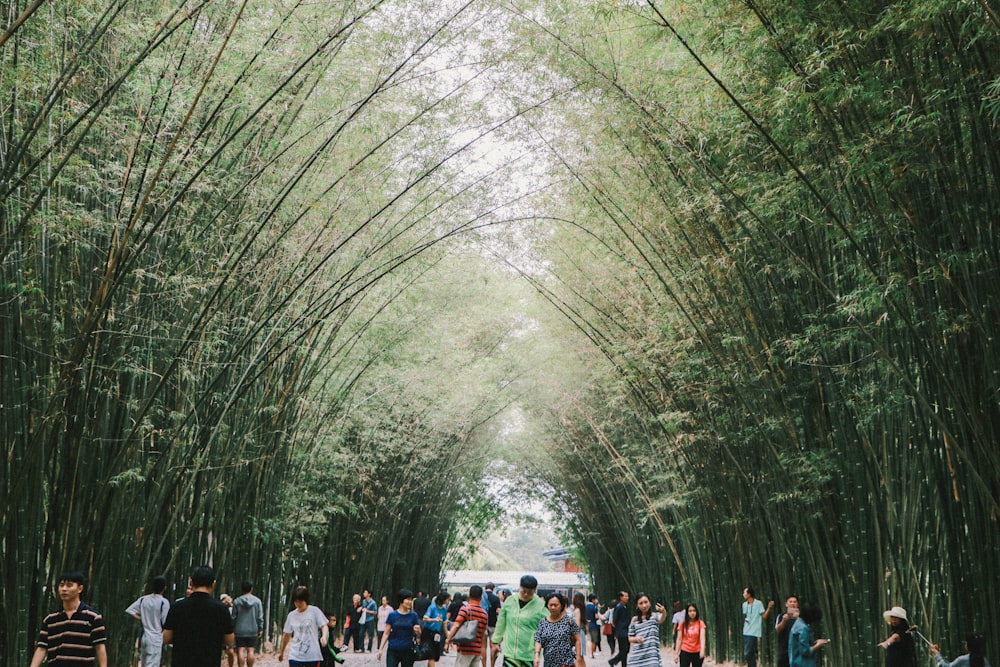 a group of people walking through a tunnel of bamboo trees