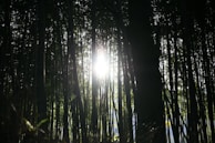 A quiet moment in a bamboo forest in Laos, sunlight filtering through tall stalks.