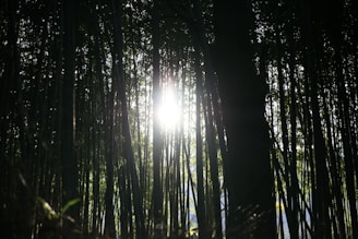 A scenic view of a bamboo forest with sunlight filtering through.