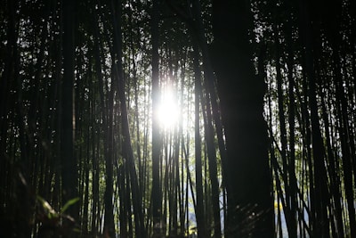 Morning light filtering through bamboo groves surrounding the historic Kamakura temple.