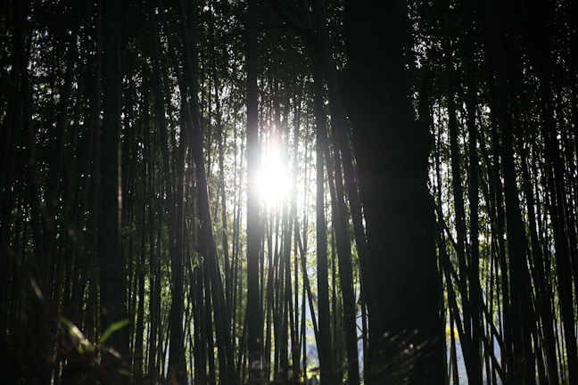 Golden sunlight filters through the bamboo stalks of Arashiyama Grove.