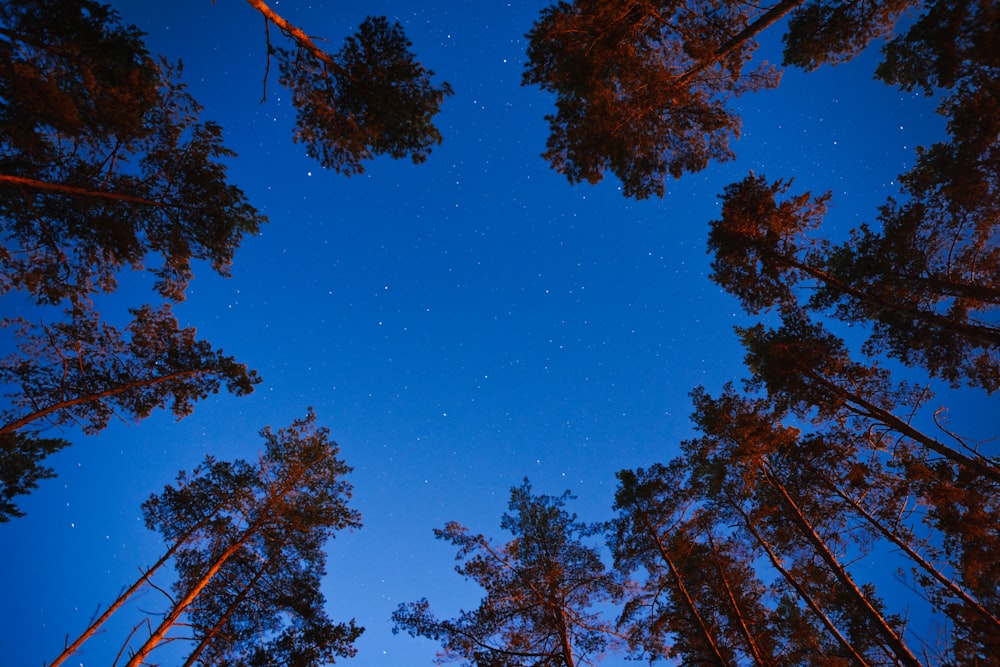 brown trees under blue sky during daytime