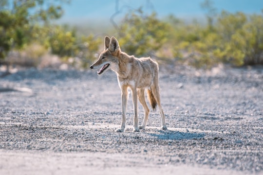 shallow focus photography of short-coated brown dog in Death Valley National Park United States