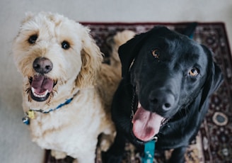 two dogs sitting on maroon area rug