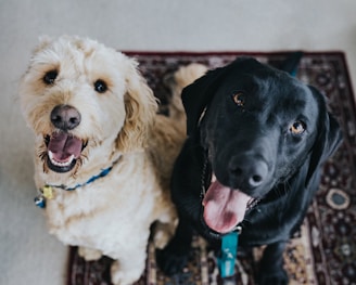 two dogs sitting