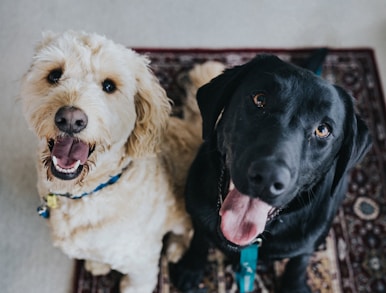 two dogs sitting on maroon area rug