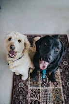 two dogs sitting on maroon area rug