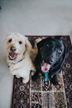 two dogs sitting on maroon area rug