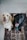 two dogs sitting on maroon area rug