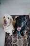 two dogs sitting on maroon area rug