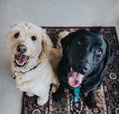 two dogs sitting on maroon area rug