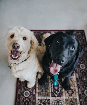 two dogs sitting on maroon area rug