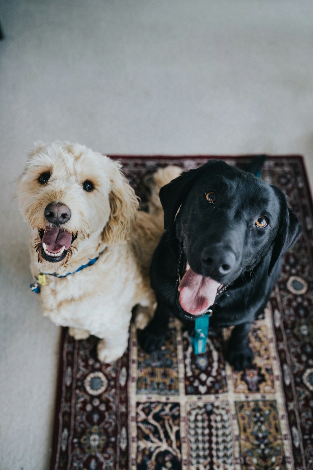 two dogs sitting on maroon area rug