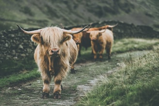 Three Highland cattle with long, curved horns stand on a narrow, rocky path in a rural area. The animals have distinctive shaggy coats, and they are surrounded by green grass and stone walls. The background features a hilly landscape, creating a natural and serene setting.