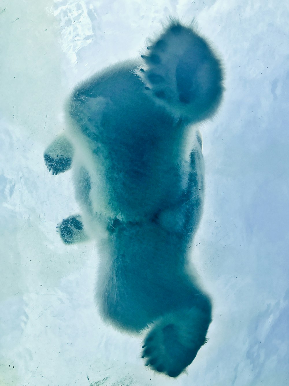 orso polare sullo specchio d'acqua