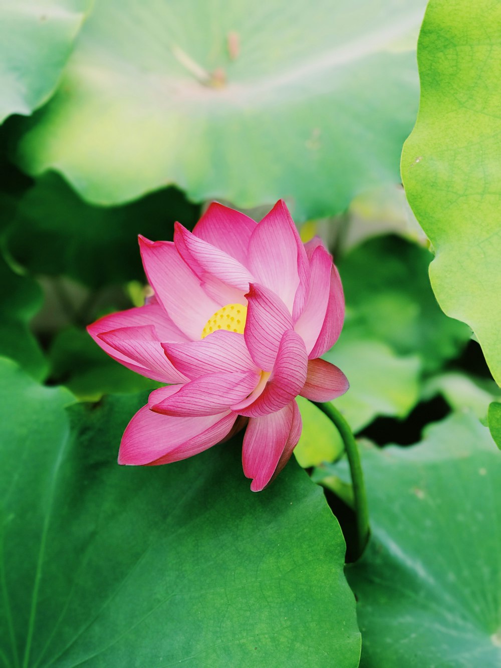 Fotografía de primer plano de flor de loto rosa
