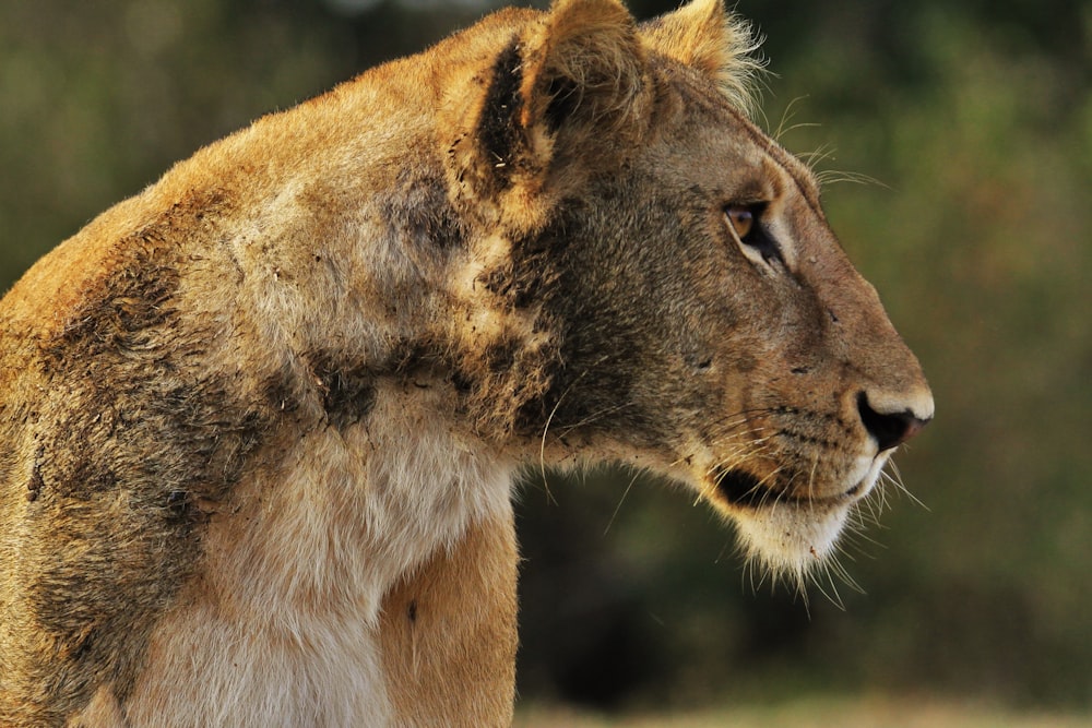 wildlife photography of lioness