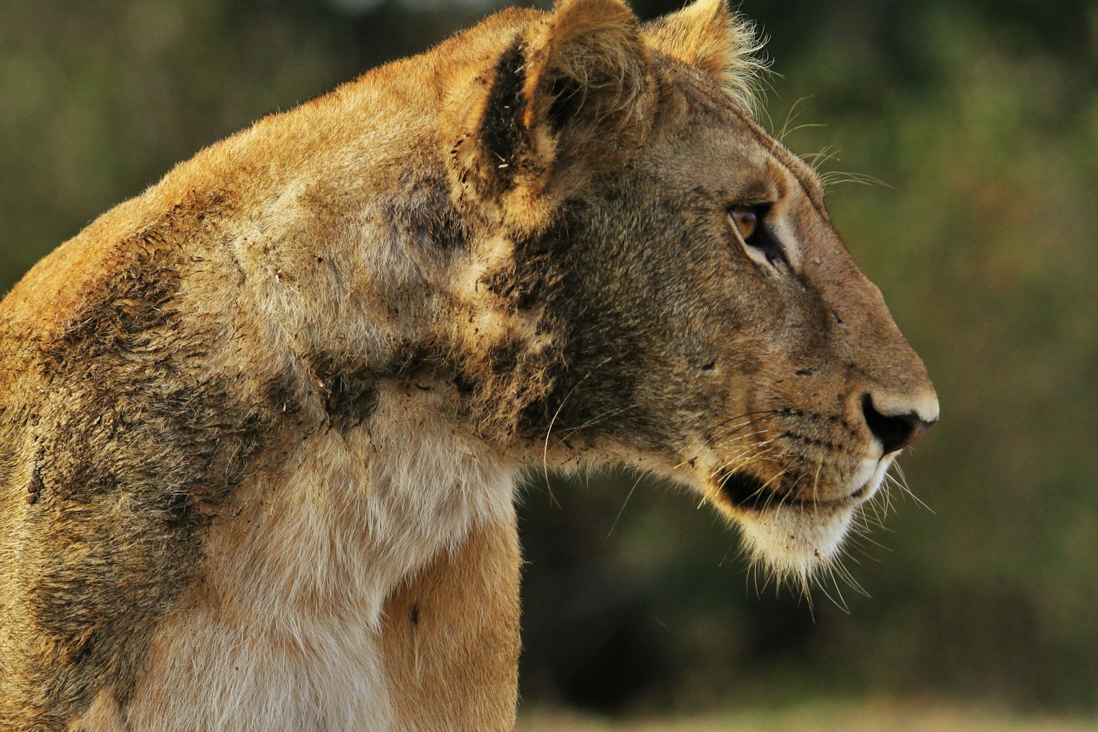 Tamron SP 150-600mm F5-6.3 Di VC USD G2 sample photo. Wildlife photography of lioness photography