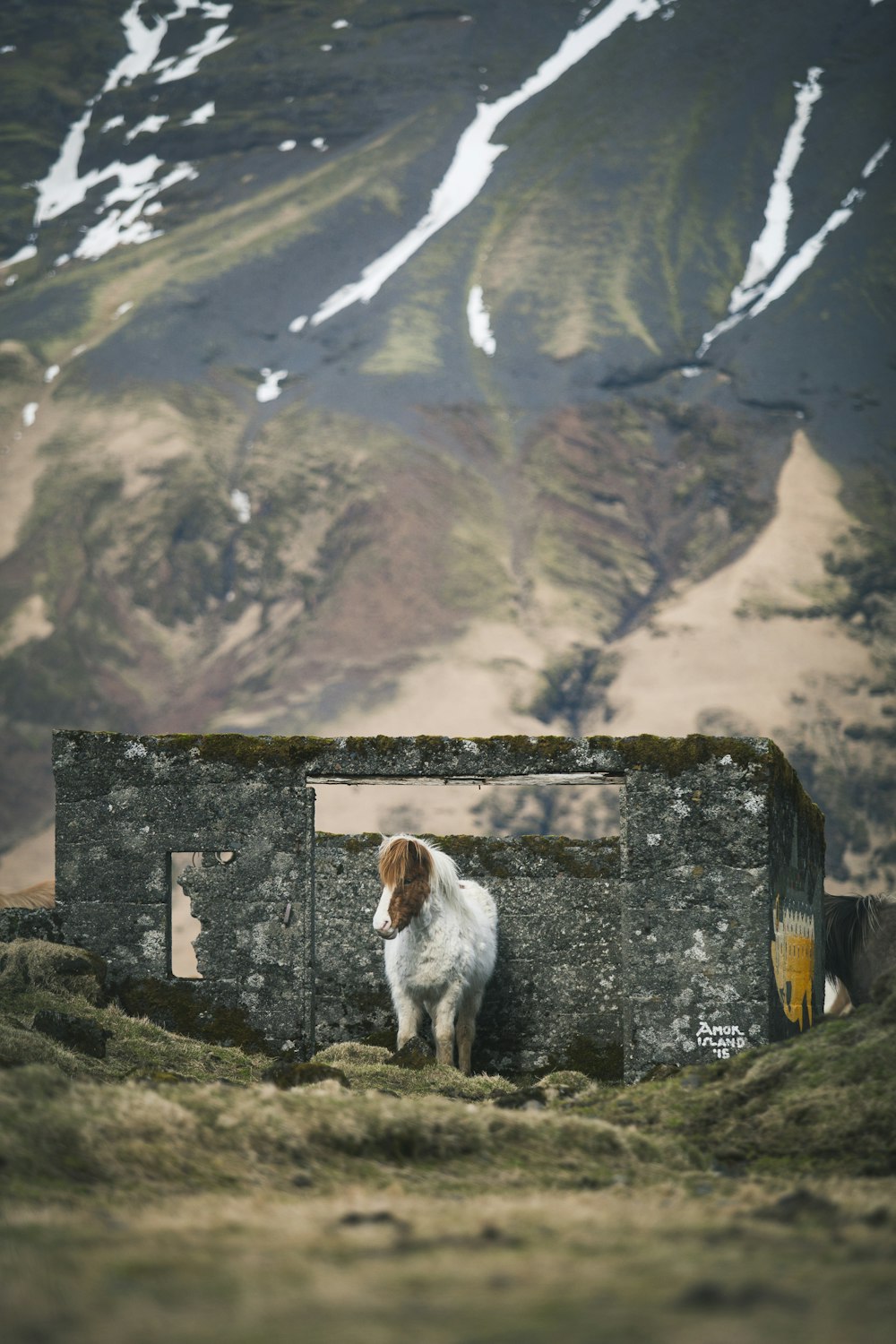 white and brown horse in front of gray concrete wall