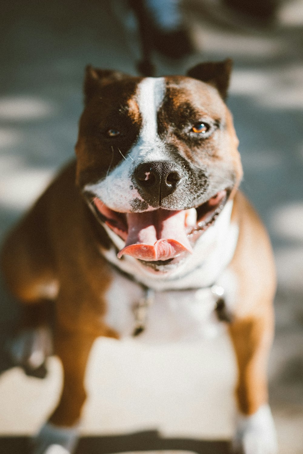 close up photo brown pit bull