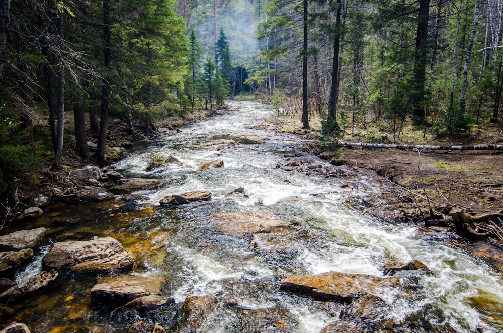 Un fiume che attraversa una foresta piena di molti alberi