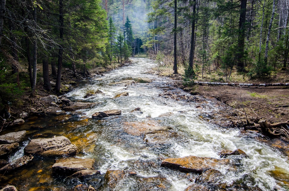 a river running through a forest filled with lots of trees