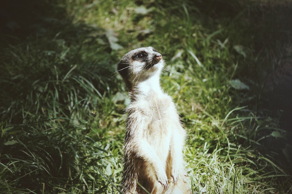 closeup photo of Meerkat on grass