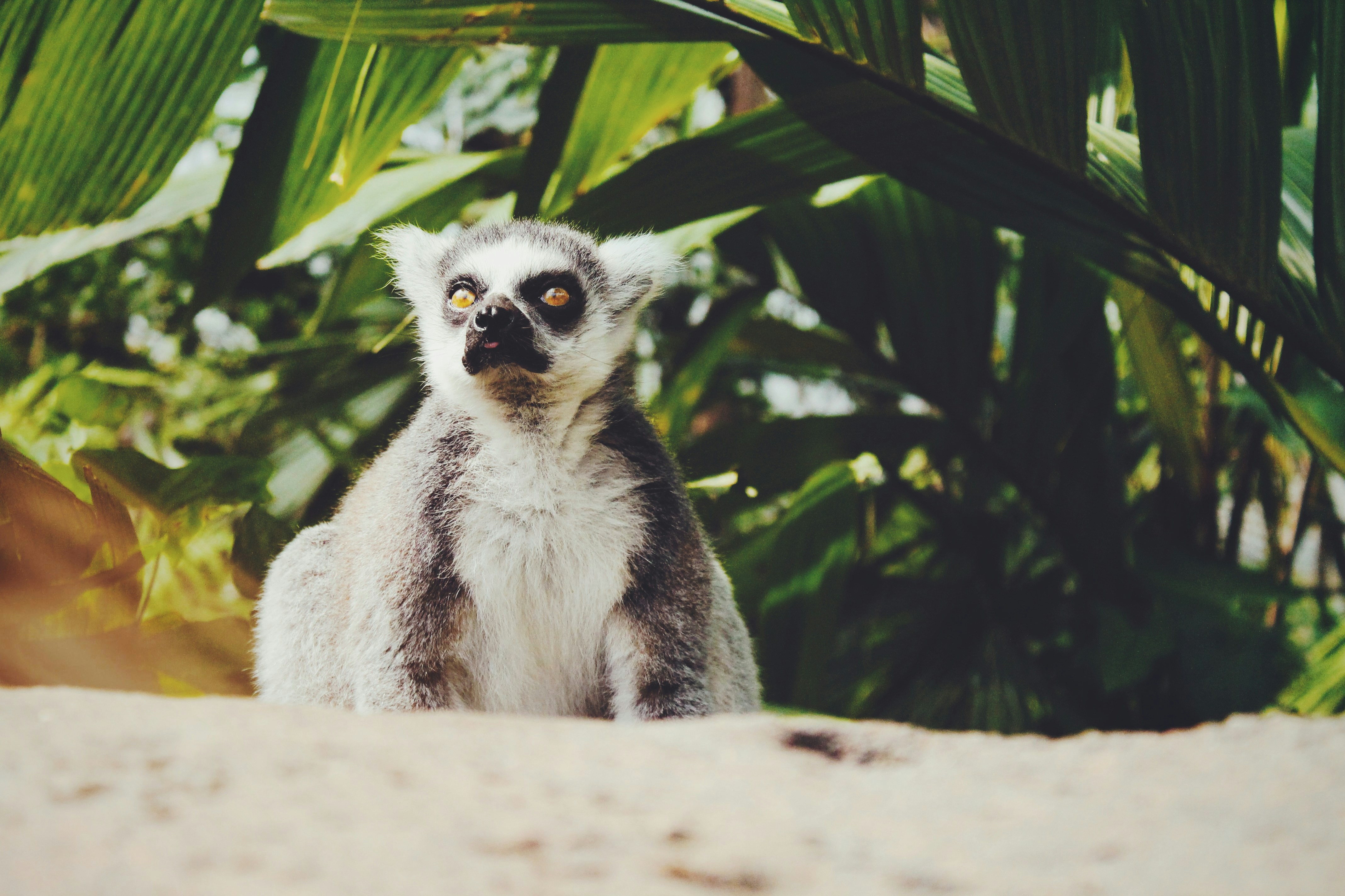 Manta, Madagascar - None