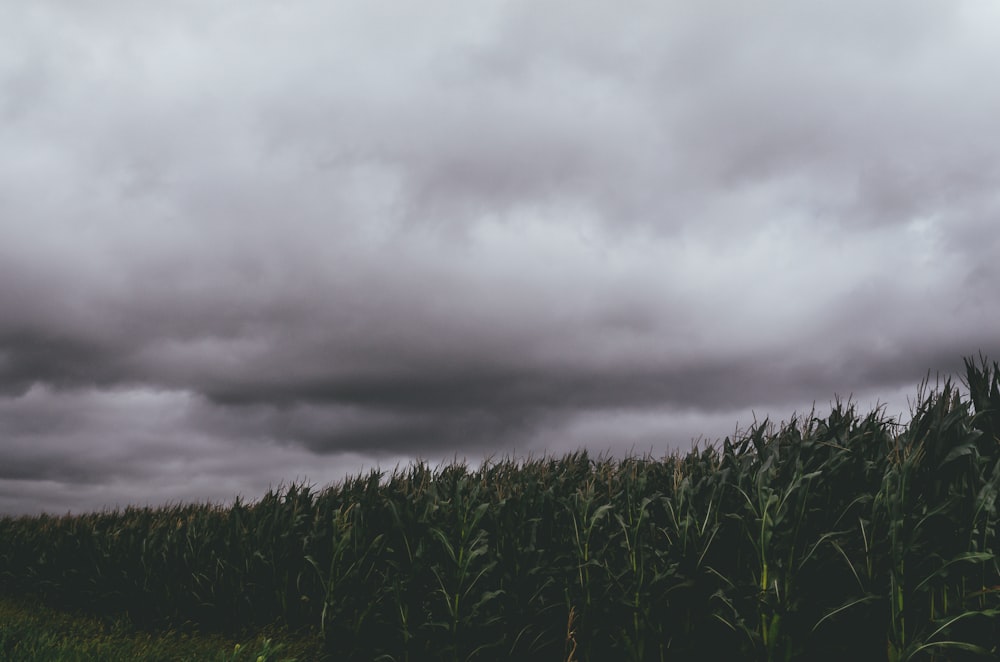 corn crops during daytime