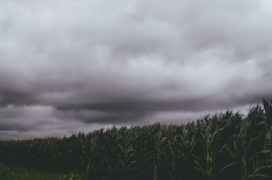 corn crops during daytime in Fenton United States