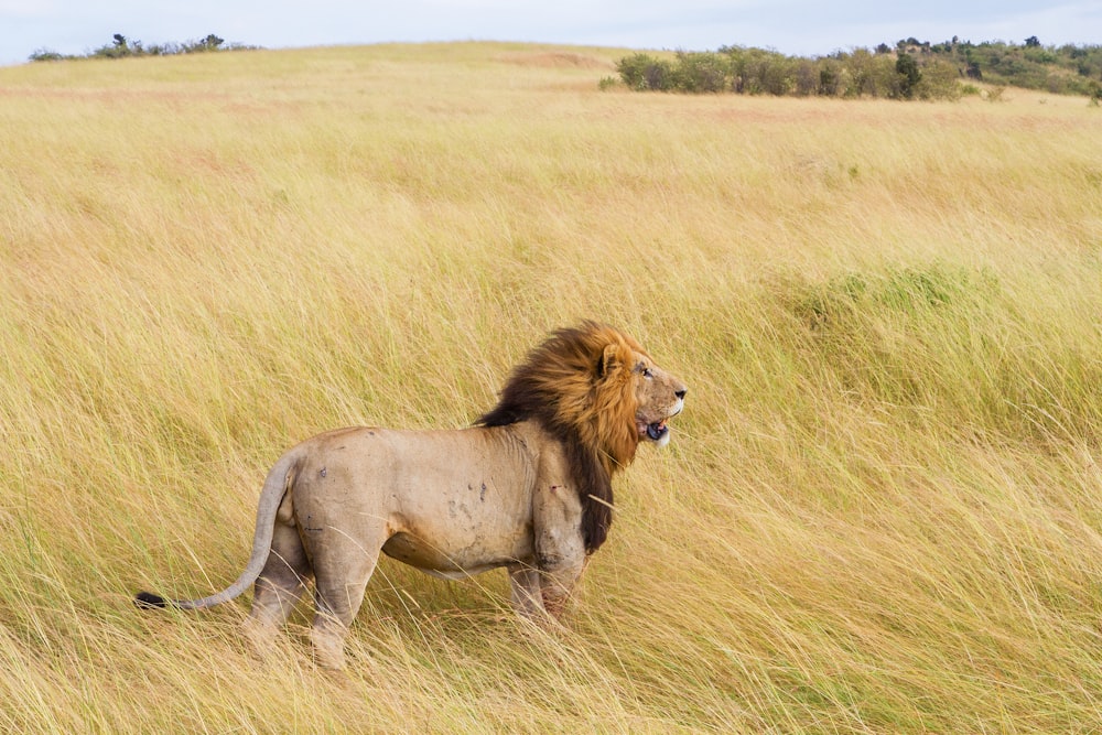 brown lion on grass field during daytime