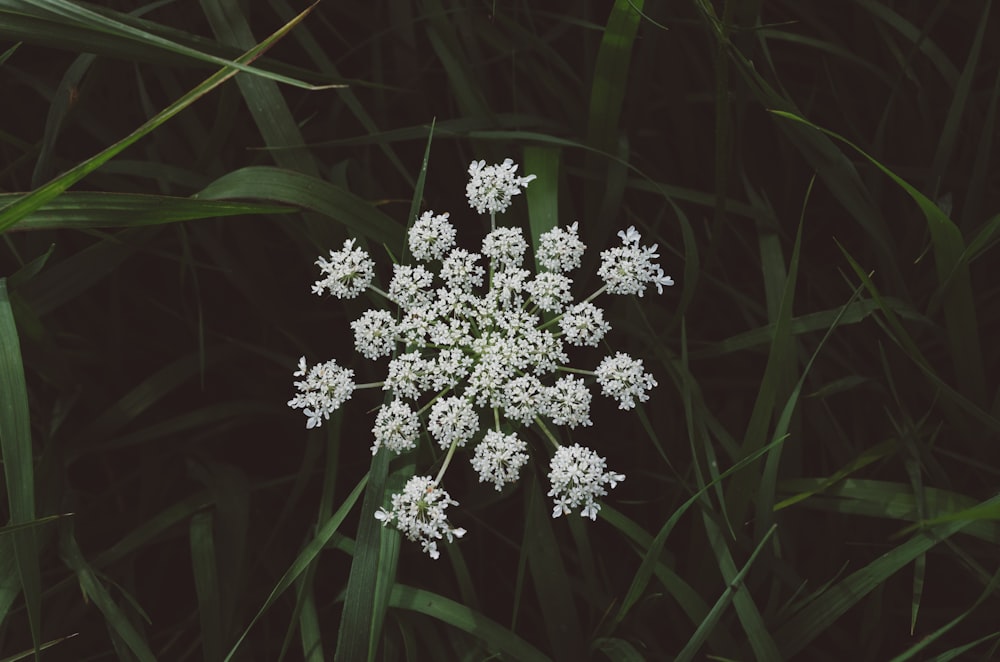 white flowers in bloom