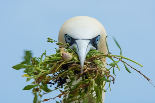 white bird eating green grass in Saltee Islands Ireland