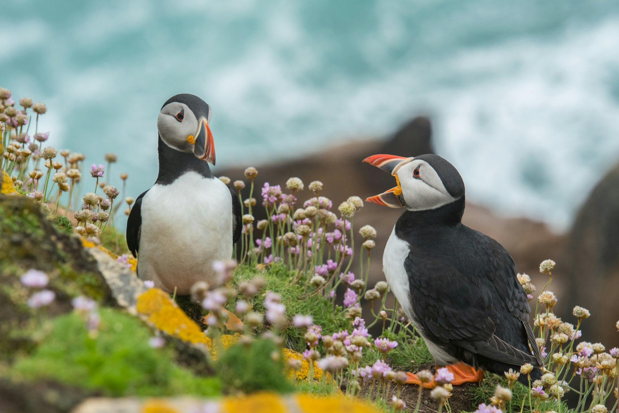 Two puffins perch on a lush, green mountainside. One is in the middle of making a sound.