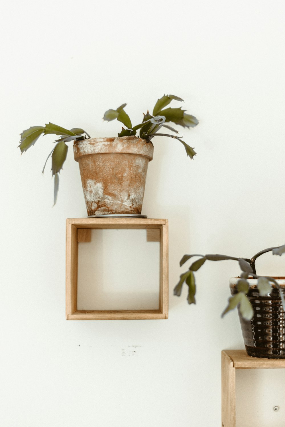 brown potted green leafed plant