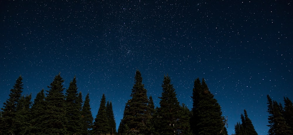 worm's eye view trees at night