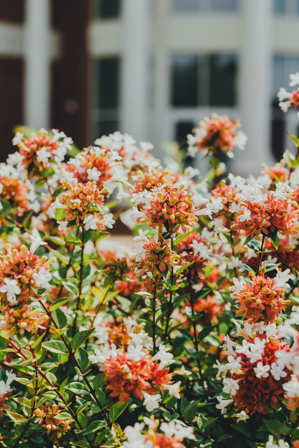 selective focus photo of orange and white ixora flowers