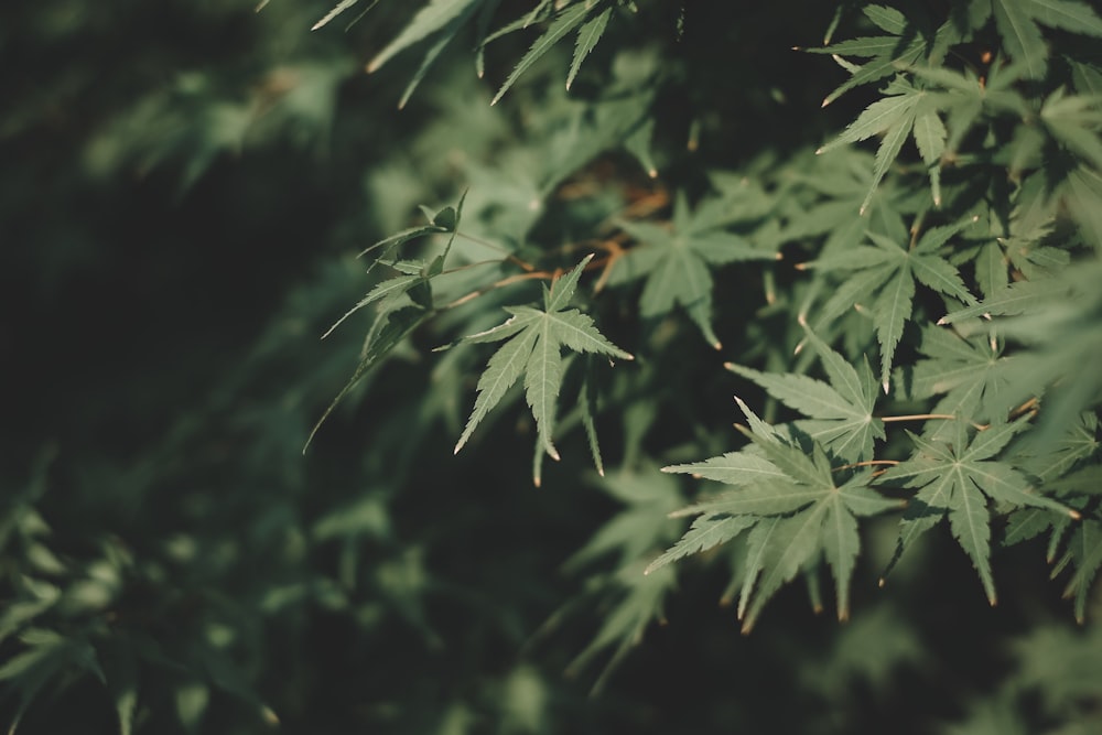 green leafed plant