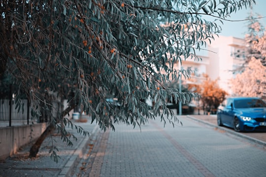 green leafed tree on sidewalk during daytime in Bursa Turkey