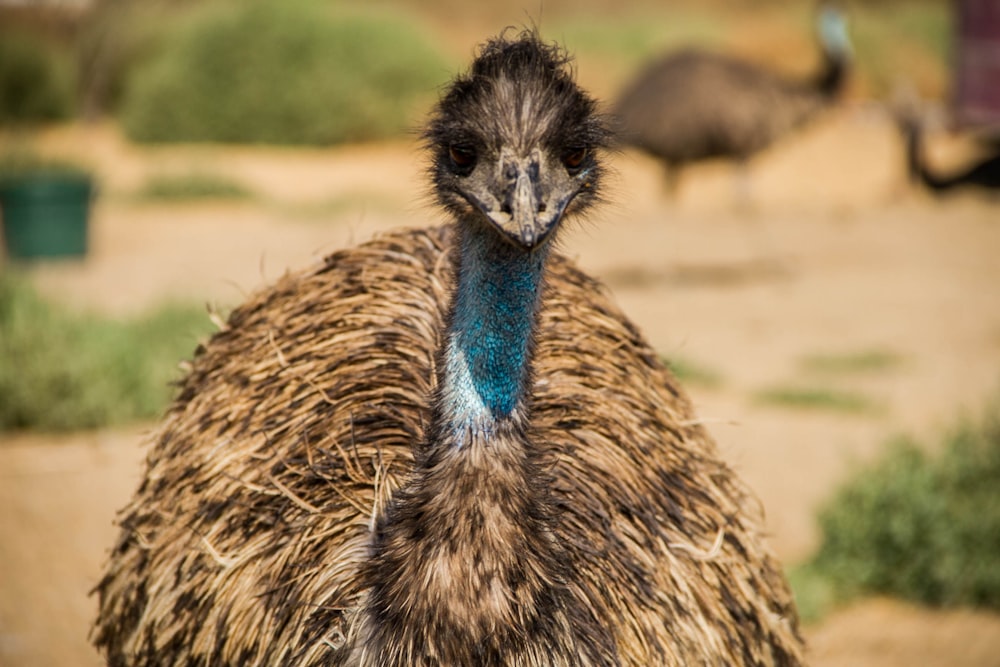 shallow focus photography of brown ostrich