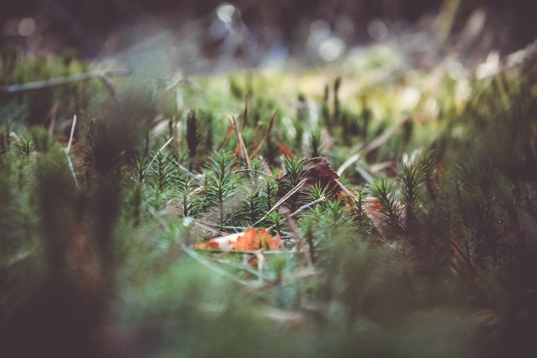 Wildlife photo spot Holterberg De Alde Feanen National Park