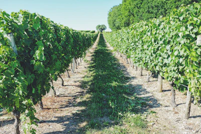 A sunlit vineyard in Portugal with rows of lush grapevines stretching into the distance under a clear blue sky.